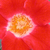 Rouge-blanche - Rosiers floribunda - Eye Paint